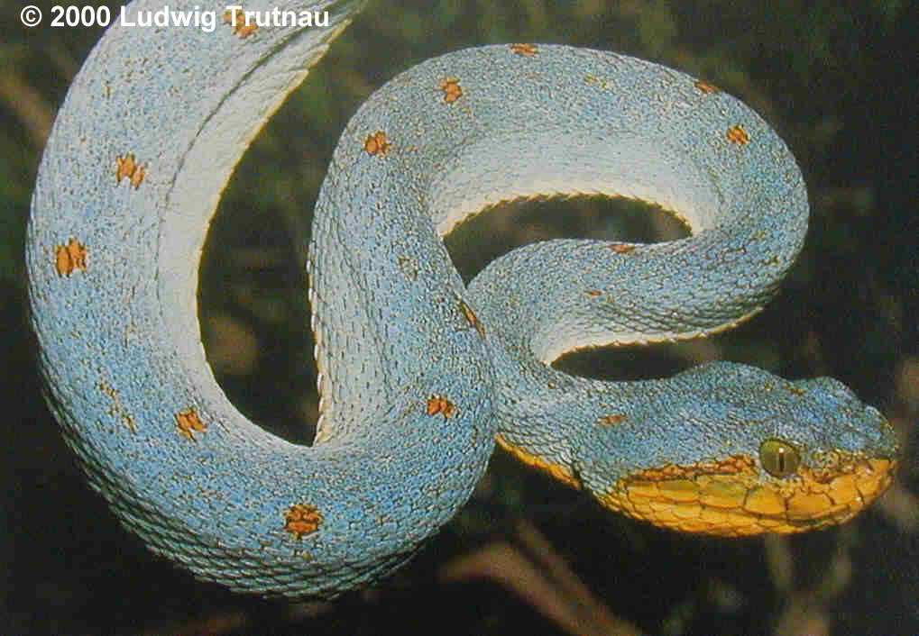 Bothriopsis bilineata Bild01